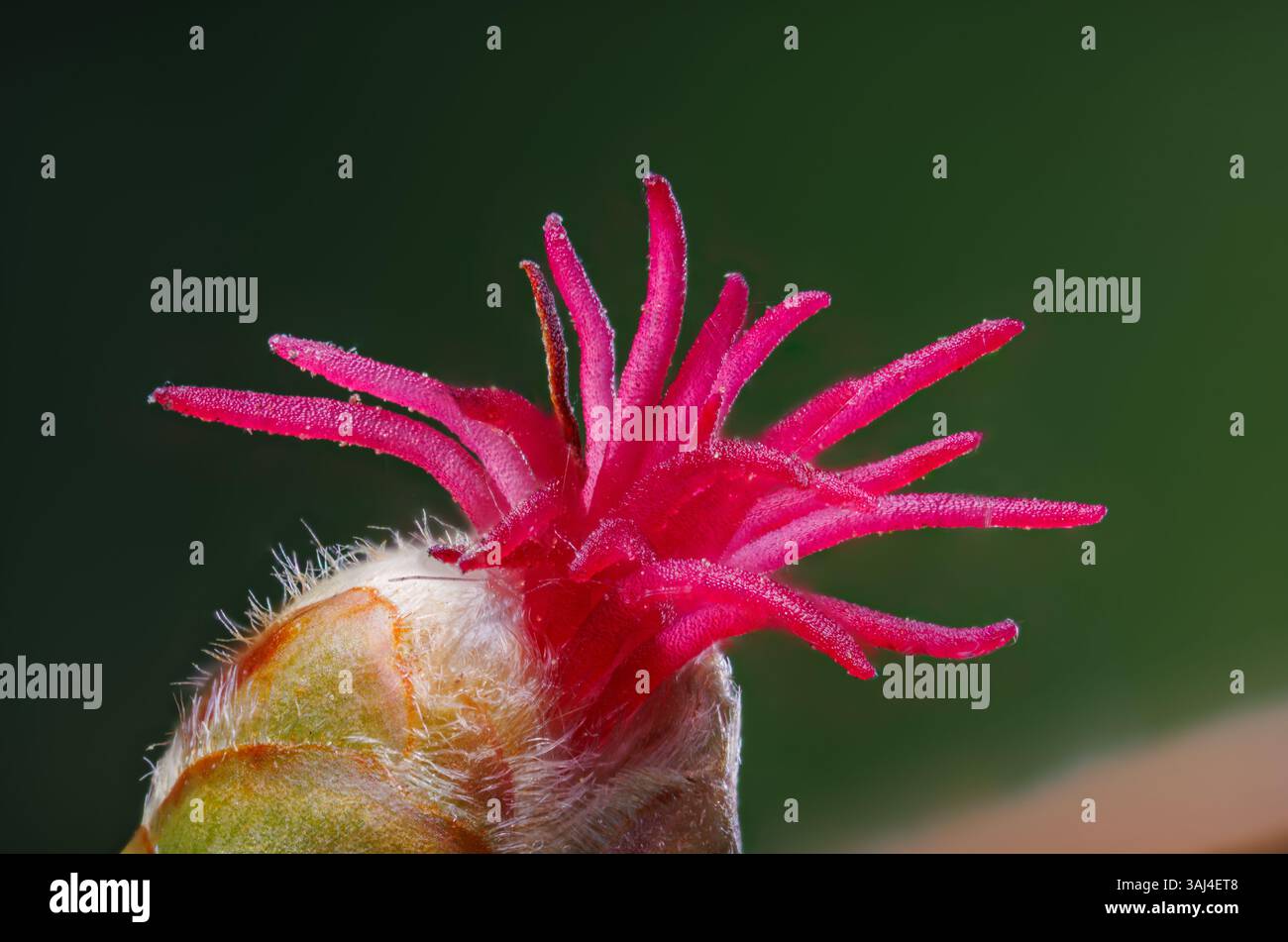 Makroaufnahme einer weiblichen Haselnussblüte - Corylus avellana im Sonnenschein Stockfoto