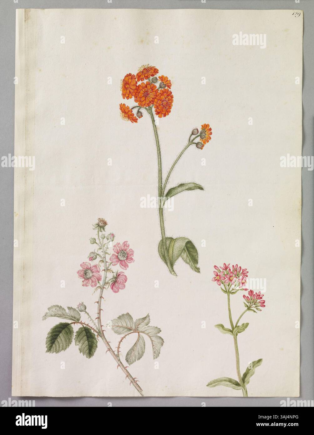 Diese Seite mit Aquarellen von Alexander Marshal zeigt drei blühende Pflanzen: Bramble Bush, Orange Hawkweed (Golden Hawkes Head) und Common Centaury. Stockfoto