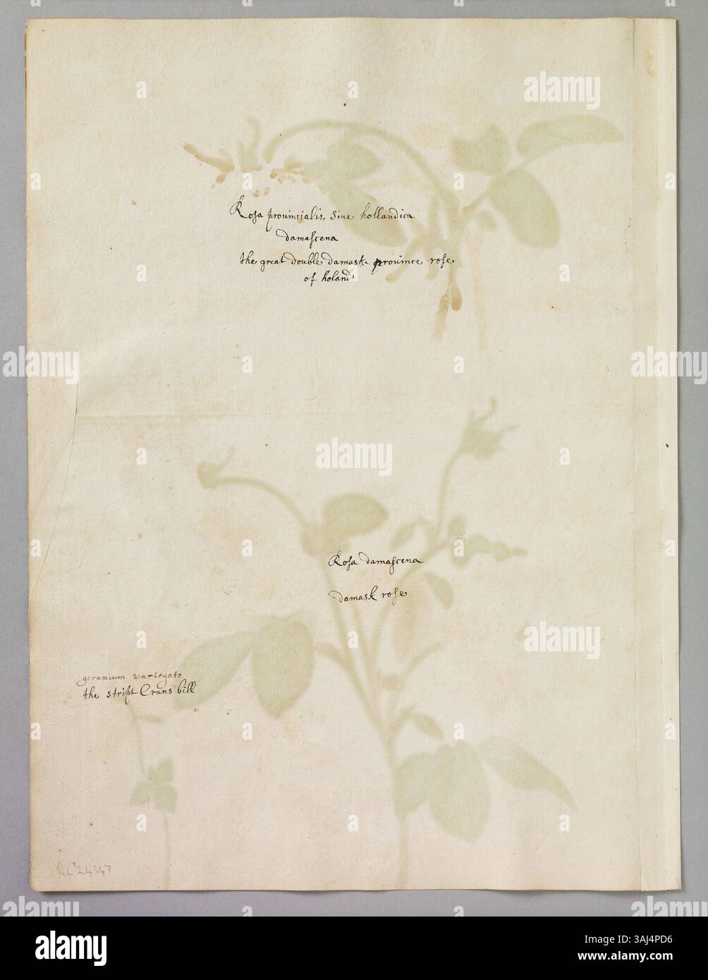 Dieses Aquarell von Alexander Marshal zeigt einen kleinen Zweig aus gestreiftem Geranium (Kranzschnabel) und zwei Arten von Rosen: Damastrose und große DoppelDamastrose aus Holland, was die botanische Expertise des Künstlers unterstreicht. Stockfoto