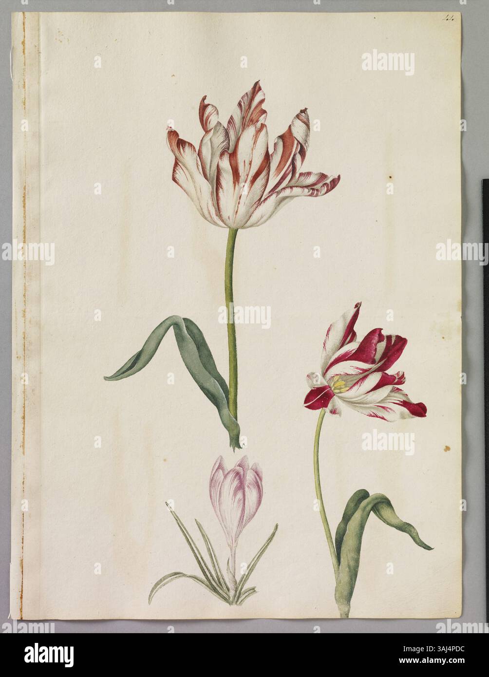 Dieses Aquarell von Alexander Marshal enthält zwei Tulpen des Prinzen von Wales und einen hellvioletten Krokus, was seine Expertise in botanischer Kunst und Blumendarstellung veranschaulicht. Stockfoto