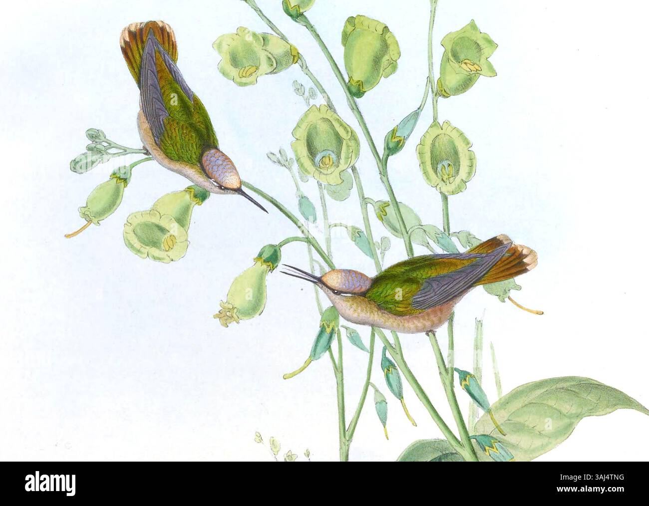 Illustration von Anthocephala floriceps, einer Art, die in John Gould's Kolibris dargestellt wird. Diese wissenschaftliche Illustration zeigt die Besonderheiten des Vogels und ist Teil von Gould’s Studie über Vogelarten. Stockfoto