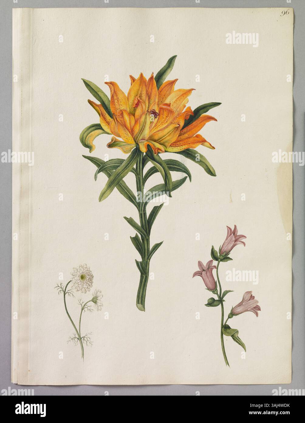 Dieses Aquarell von Alexander Marshal zeigt drei Blumen: Eine Double Gold Lilly, White Double May-Weed und Meadow Blue-Bell, die eine detaillierte botanische Studie aus dem 17. Jahrhundert liefern. Stockfoto