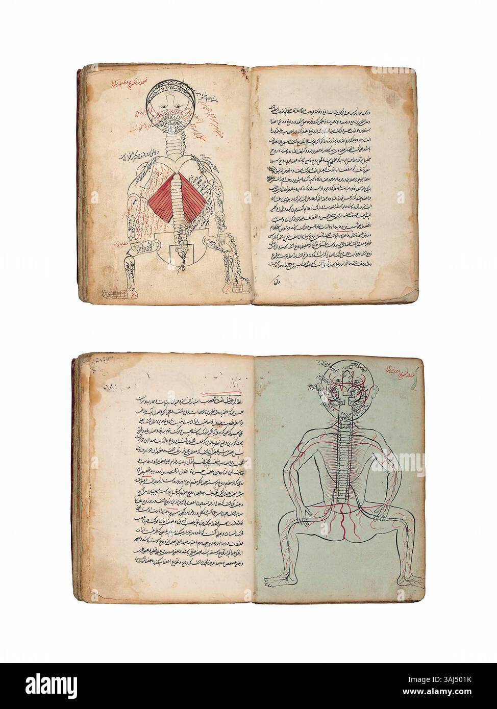 Dieses persische Manuskript aus dem 19. Jahrhundert, wahrscheinlich aus dem Iran von Qajar, befasst sich mit der Anatomie und konzentriert sich auf Muskeln und Nerven. Es enthält zwei Maqalas und mehrere anatomische Illustrationen mit 18 Diagrammen. Das Manuskript ist in nasta'liq-Schrift geschrieben, mit rot hervorgehobenen Wörtern und einigen unvollständigen Folien. Sie ist in späteres braunes marokko gebunden und misst 8¼ x 6½ Zoll. Stockfoto