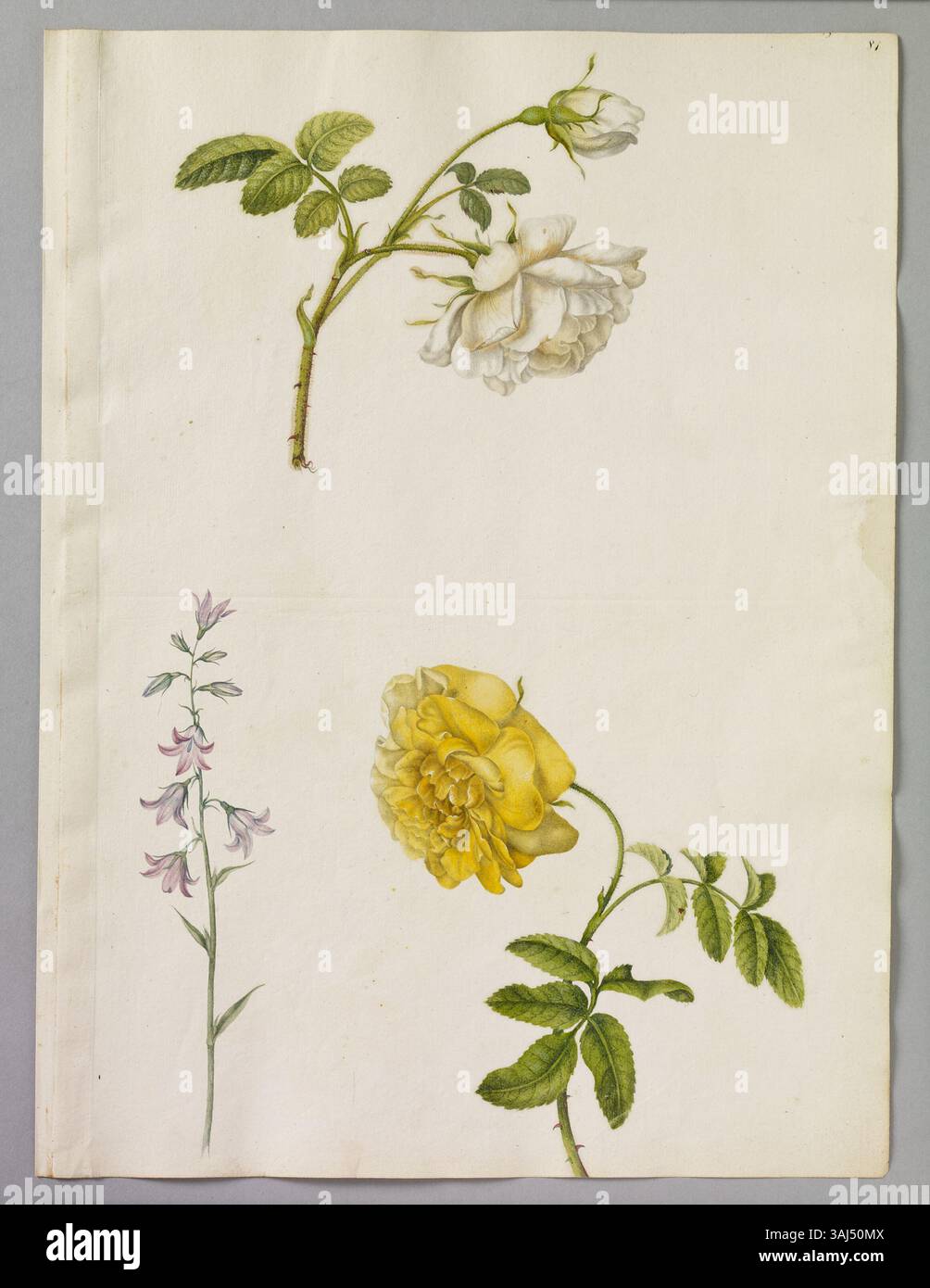 Ein Aquarell von Alexander Marshal mit der weißen englischen Rose, der doppelten gelben Rose und dem kleinen Rampion, das die Essenz der botanischen Kunst des 17. Jahrhunderts einfängt. Stockfoto