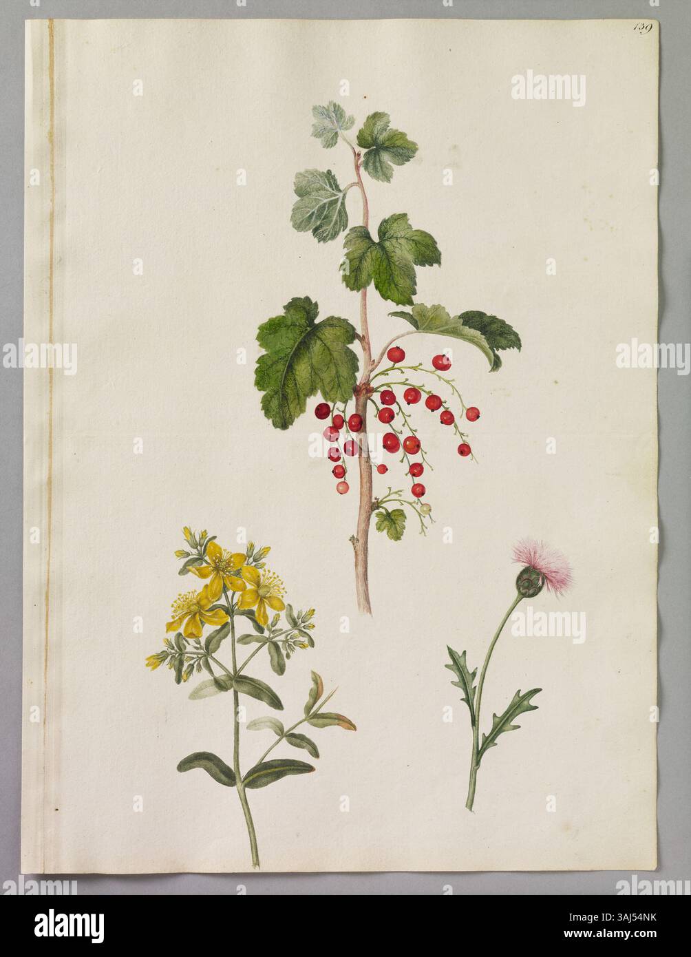 Dieses Aquarell von Alexander Marshal (ca. 1620–82) zeigt drei Pflanzen: Einen Zweig roter Johannisbeeren, eine Sultanblüte und Johanniskraut. Stockfoto