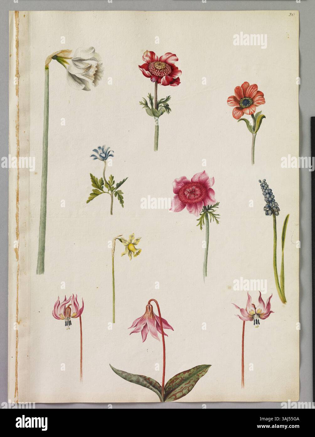 Dieses Aquarell von Alexander Marshal zeigt verschiedene Blumen: Drei Studien des Hundezahnvioletts, zwei Narzissen, eine gestreifte Anemone, eine Karmesinanemone und eine pfirsichfarbene Anemone, die seine detaillierten botanischen Studien zeigen. Stockfoto