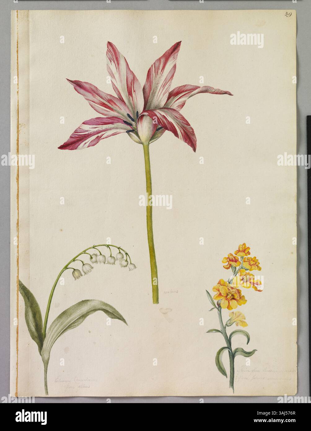Dieses Aquarell aus dem 17. Jahrhundert von Alexander Marshal zeigt eine gestreifte Tulpe, eine Maiglöckchen des Tals und eine doppelte Wandblume, die die botanischen Studien des Künstlers widerspiegelt. Stockfoto
