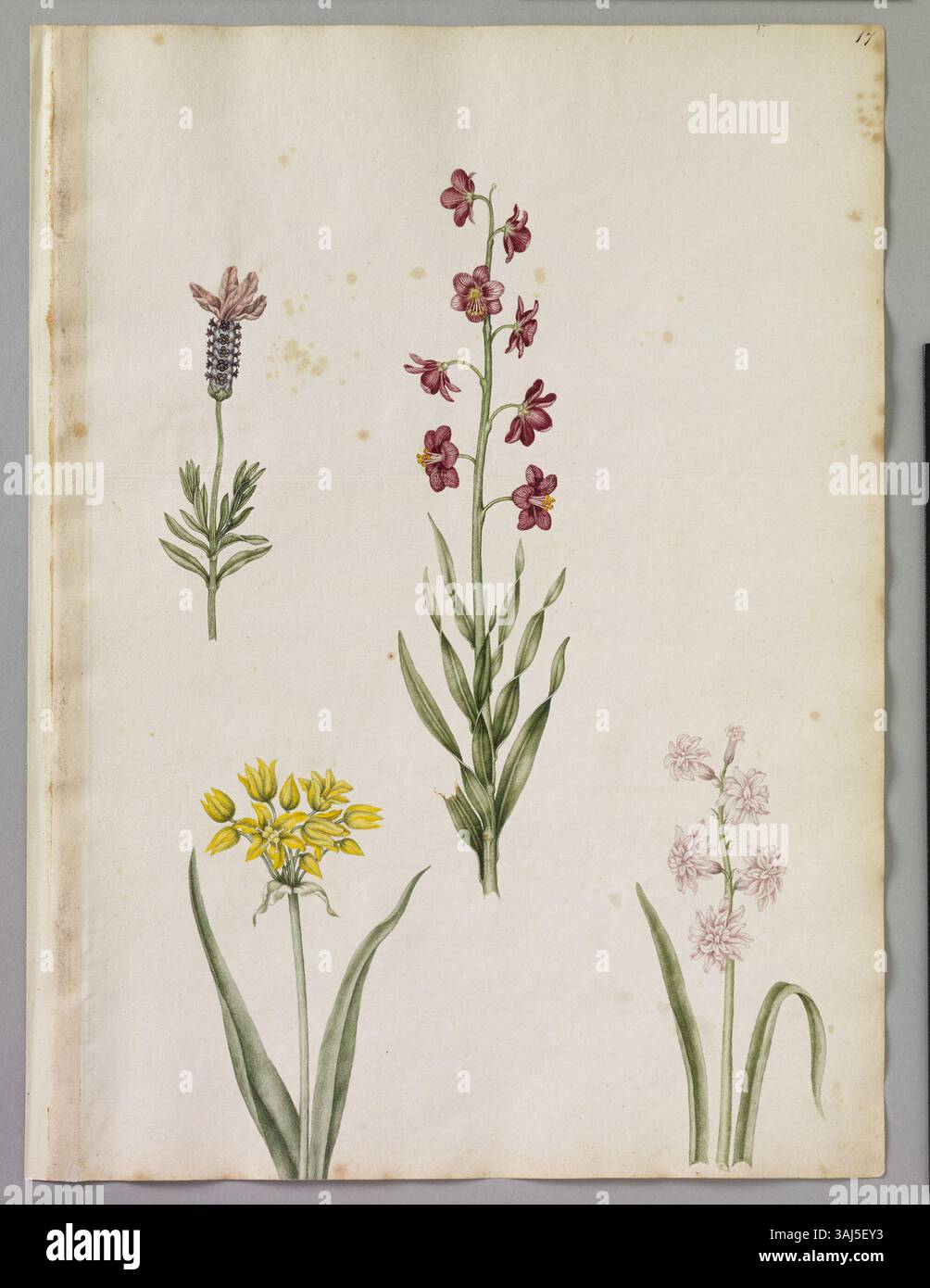 Diese Seite von Alexander Marshal zeigt vier Blumen in Aquarellfarben: Gelber Knoblauch (Molly Broad Blatt), eine Persische Lilie, Fritillary und getuftete Lavendel, die das botanische Können des Künstlers demonstrieren. Stockfoto