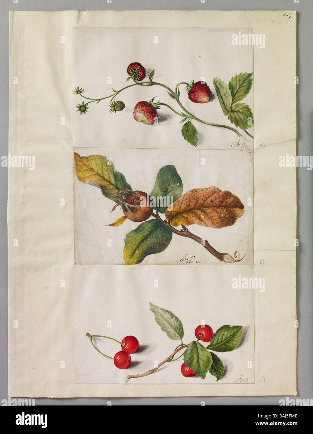 Diese Seite zeigt drei Aquarelle von Alexander Marshal, die Huntbois-Erdbeeren, einen Medlar-Zweig und Kirschen zusammen mit separaten Kirschen zeigen. Die Illustrationen sind Teil von Marshals Florilegium, einer nach Saison gegliederten botanischen Sammlung, die von englischen Anmerkungen zur Pflanzenidentifikation begleitet wird. Stockfoto