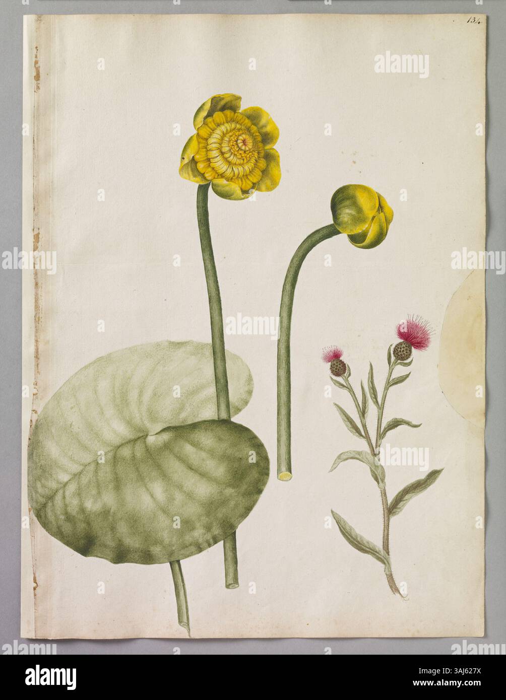 Dieses Aquarell von Alexander Marshal zeigt zwei Pflanzen: Eine gelbe Wasserlilie und ein schwarzes Knap-Weed, die das Können des Künstlers in der botanischen Illustration zeigen. Stockfoto