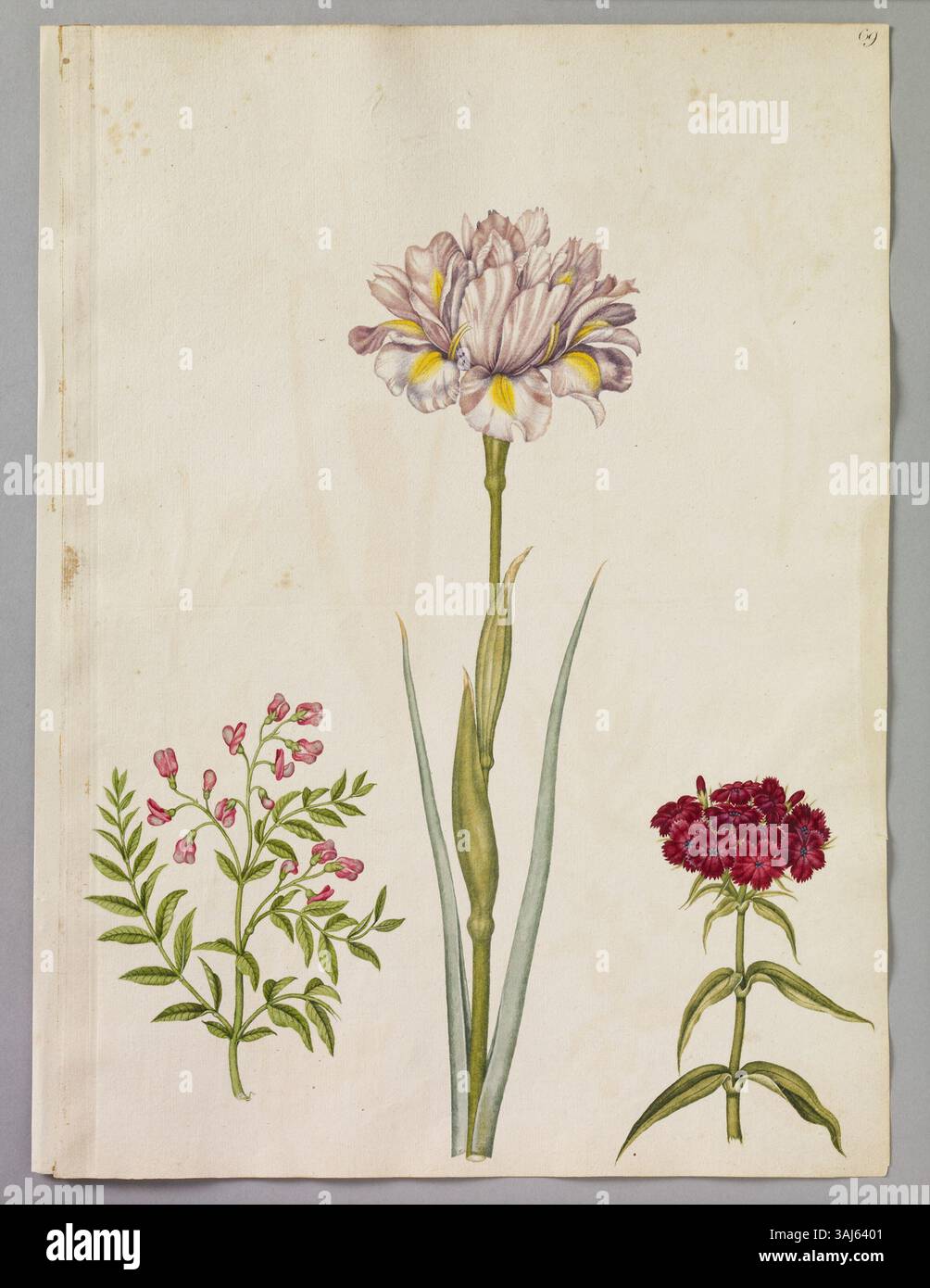 Ein Aquarell von Alexander Marshal (ca. 1620–82), das drei Pflanzen zeigt: Die doppelte Variegated Iris, einen tiefroten Sweet William und einen afrikanischen Vetch, der seinen detaillierten Ansatz zur botanischen Kunst veranschaulicht. Stockfoto
