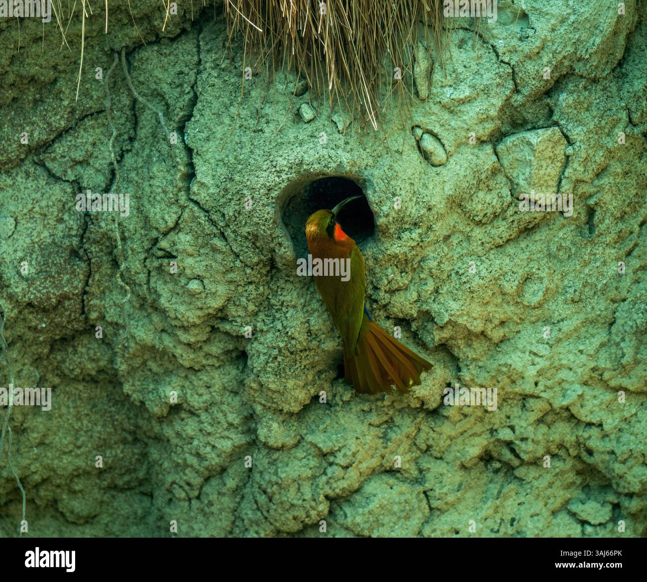 Rotkehle-Bienenfresser Merops bullocki. Diese Art kommt im tropischen Afrika vor. Stockfoto