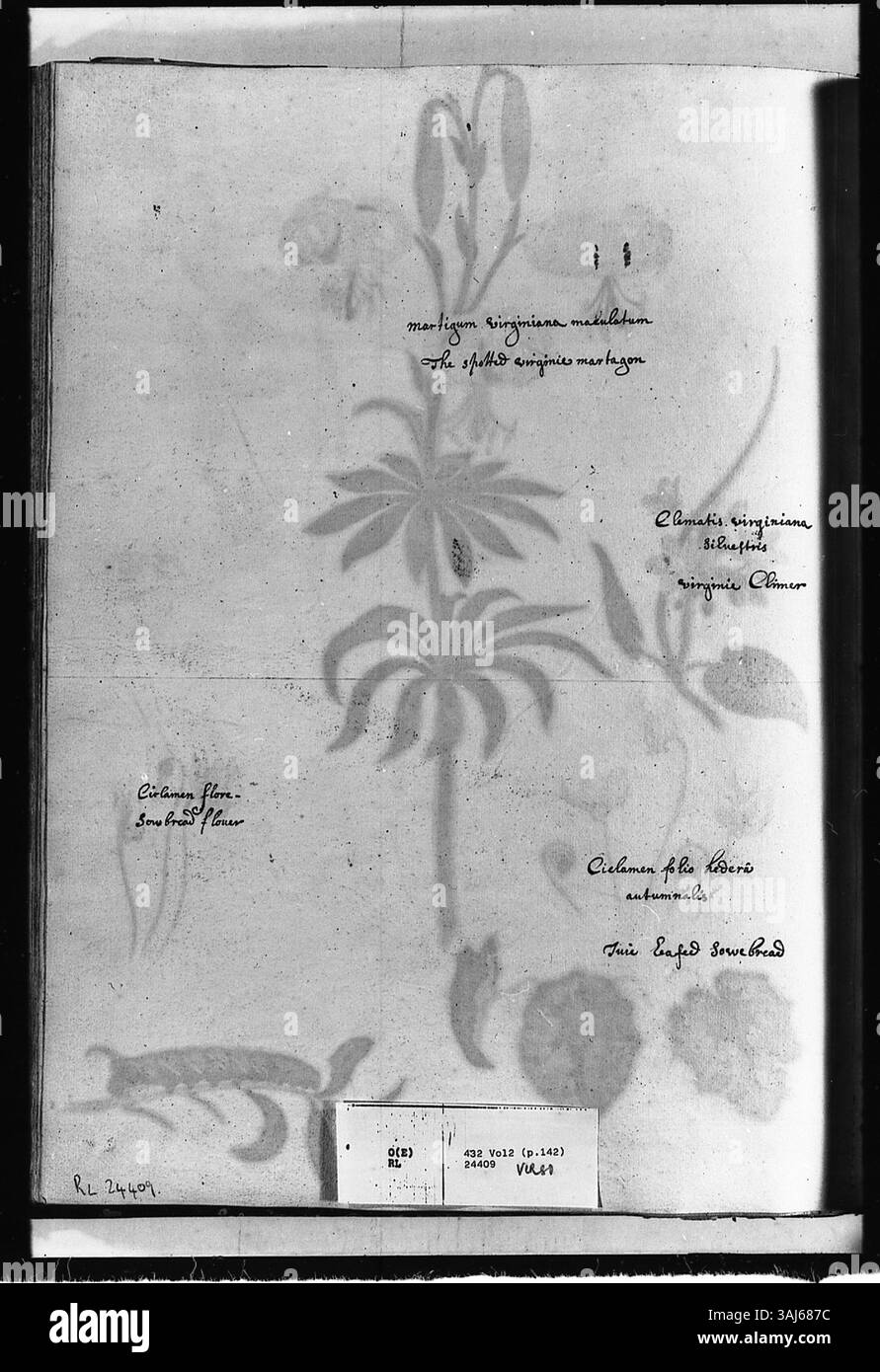 Dieses Aquarell von Alexander Marshal zeigt eine raupe auf einem Zweig neben mehreren Pflanzen: Ein Virginisches Martagon, ein Virginisches Clematis, Efeurblättriges Sowbread, Cyclamens und eine braune Chrysalis, die die Kunst des Künstlers in der Darstellung von Flora und Fauna zeigt. Stockfoto