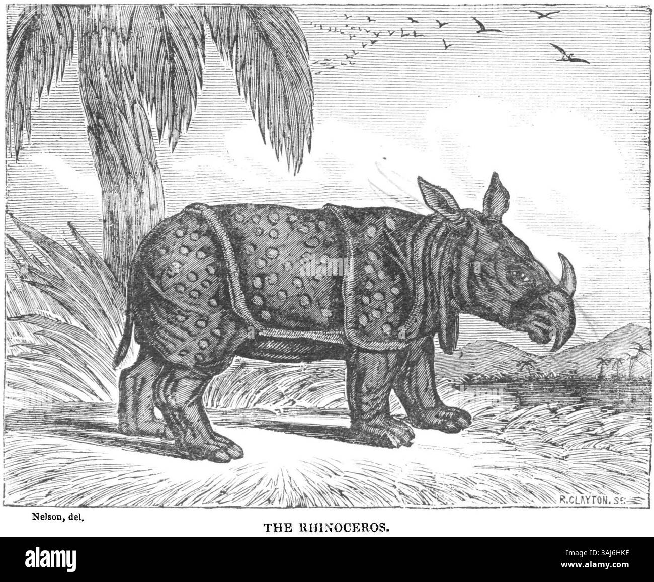 Diese Illustration eines Nashorns, die 1835 im Dublin Penny Journal veröffentlicht wurde, zeigt die einzigartigen physischen Eigenschaften des Tieres und hebt seine Hautstruktur, sein Horn und seine große Körpergröße hervor. Das Kunstwerk spiegelt das Interesse des 19. Jahrhunderts an exotischen Tieren wider. Stockfoto