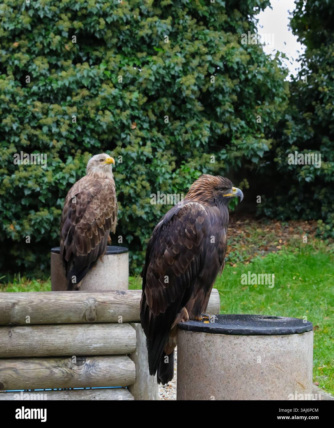 Majestätische Wächter der Wildnis Stockfoto