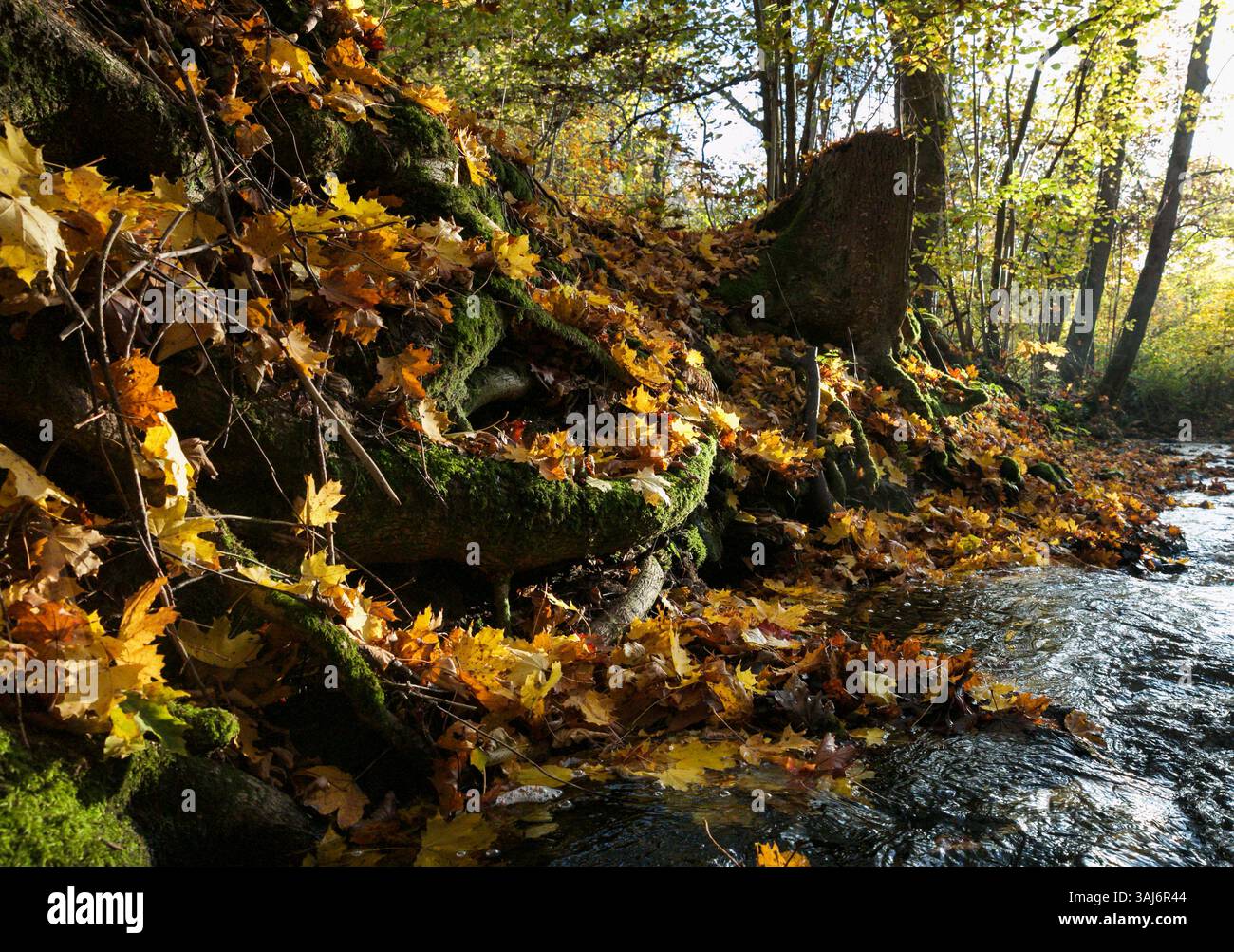 Das Flüstern des Herbstes entlang des Baches Stockfoto