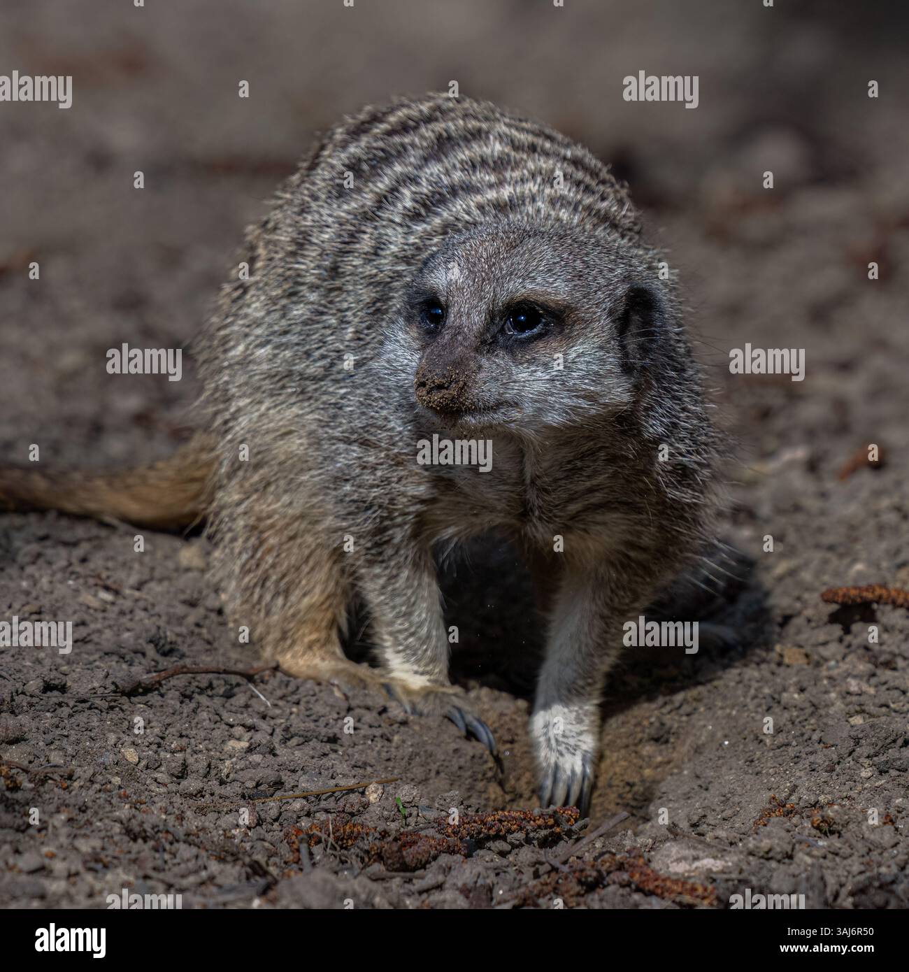 Erdmännchen Stockfoto