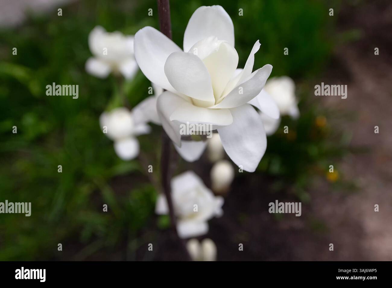 Schöne weiße Magnolienblüte. Blumen Stockfoto