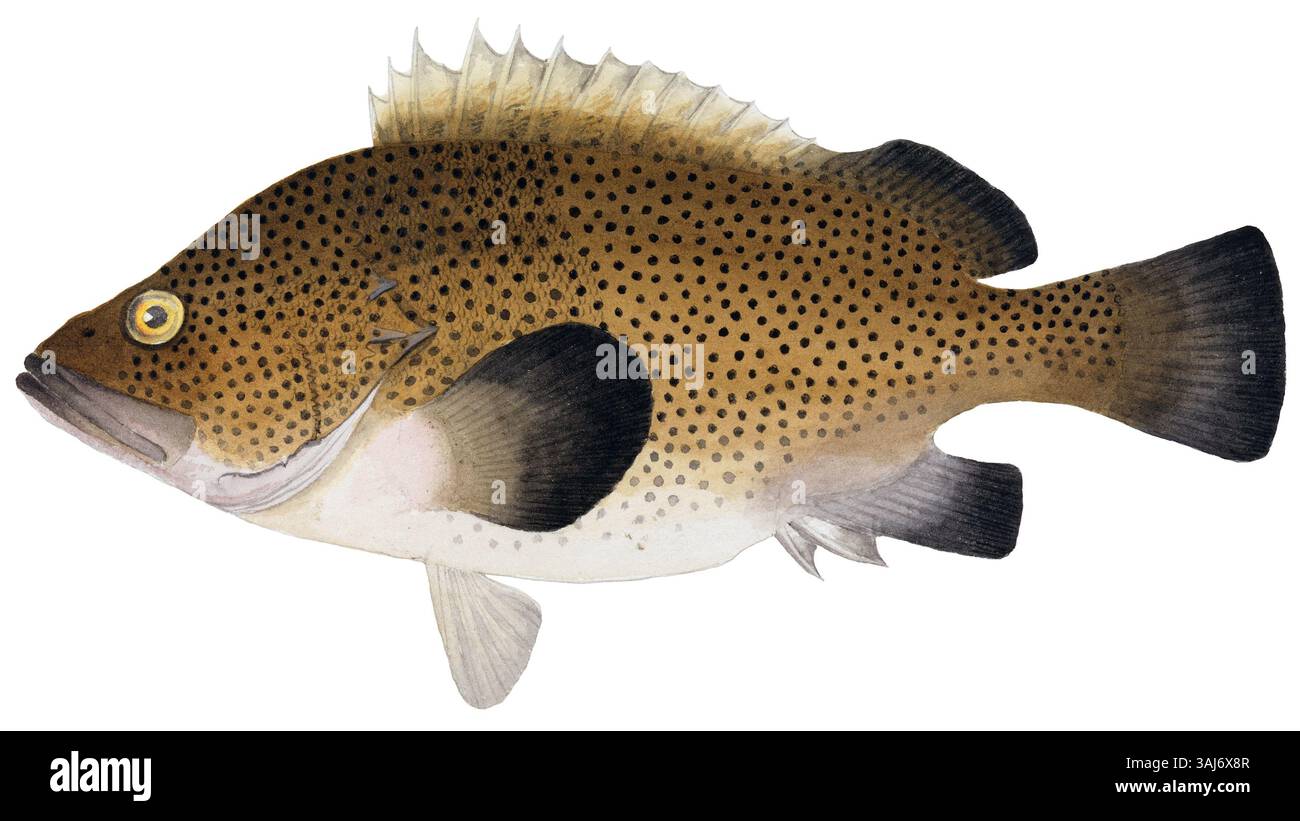 Arthur Bartholomews Bleistift- und Aquarellzeichnung von Eastern Wirra (Acanthistius ocellatus) aus dem Jahr 1892 veranschaulicht diese Meeresart. Stockfoto