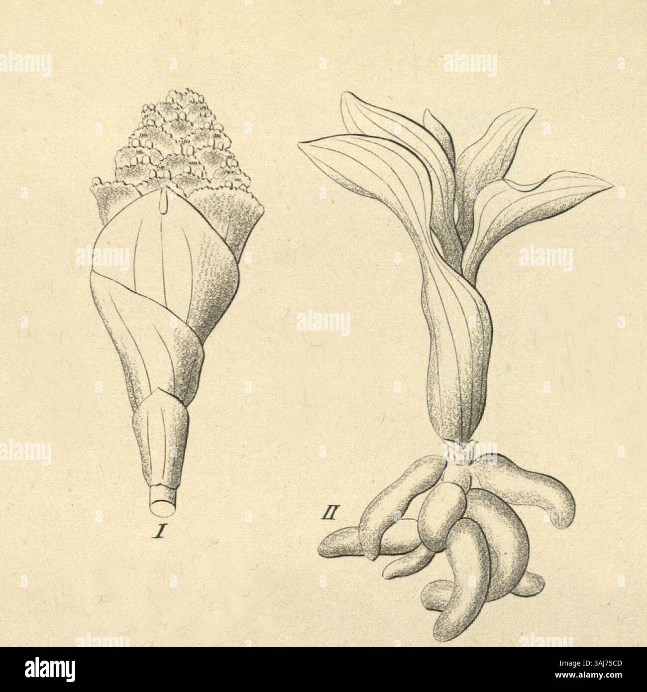 Eine botanische Illustration von Heinrich Gustav Reichenbach aus dem Jahr 1858 zeigt Myrosmodes nubigenum, Sigmatostalix graminea und Ponerorchis graminifolia, drei unterschiedliche Pflanzenarten. Stockfoto
