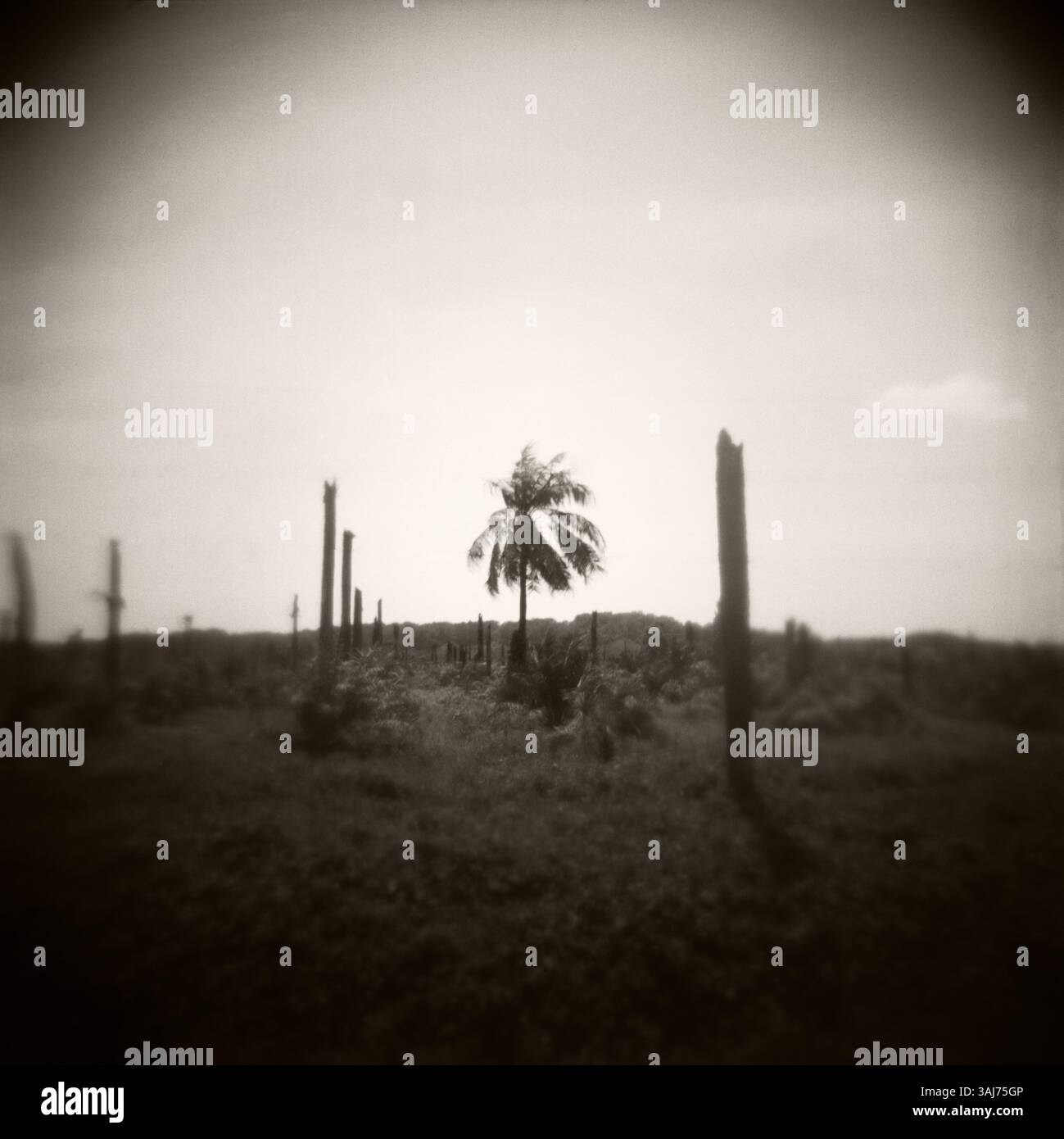 Vintage-Syle-Foto der Landschaft von Quepos, Costa Rica, Mittelamerika Stockfoto