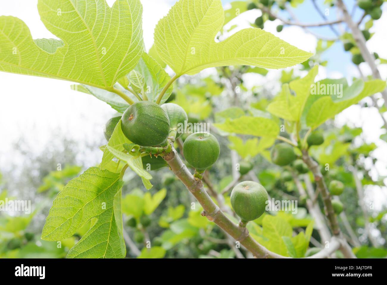 Unreife Feigen wachsen auf einem Baum. Stockfoto