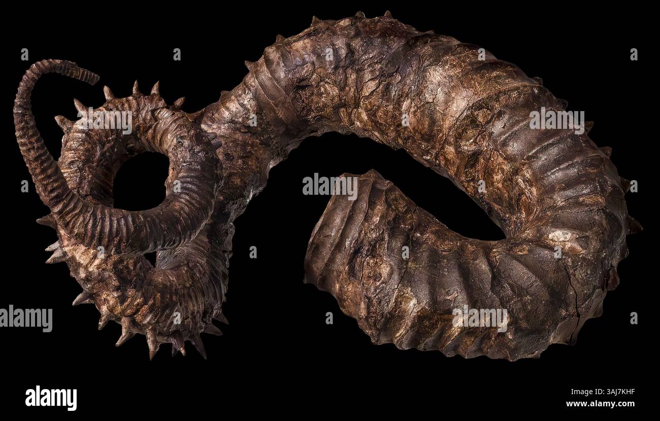 Aberrant Ammonite, Didymoceras cheyennsce, Kreidezeit, South Dakota Stockfoto