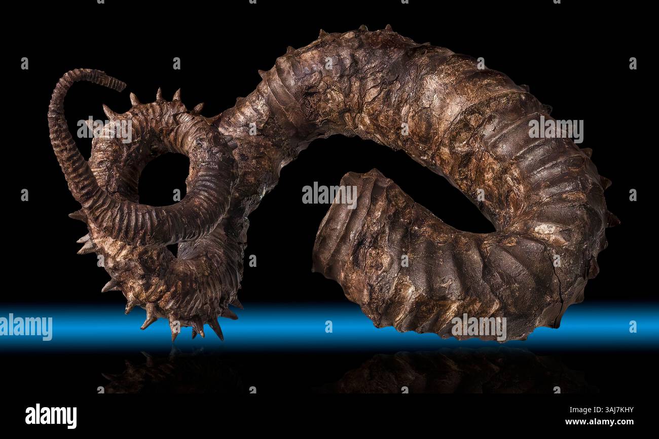 Aberrant Ammonite, Didymoceras cheyennsce, Kreidezeit, South Dakota Stockfoto