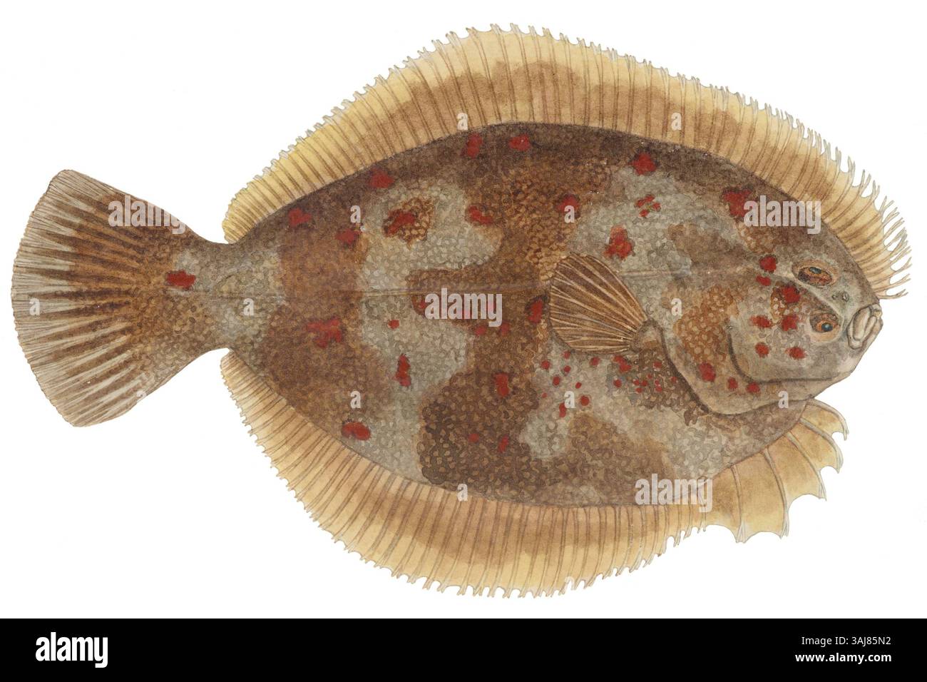 „Rhombosolea retiaria“ von Frank Edward Clarke, geschaffen 1870, zeigt den schwarzen Flunder, eine Art, die in Neuseeland gefunden wurde. Das Gemälde ist eine wissenschaftliche Darstellung der Meereslebewesen. Stockfoto