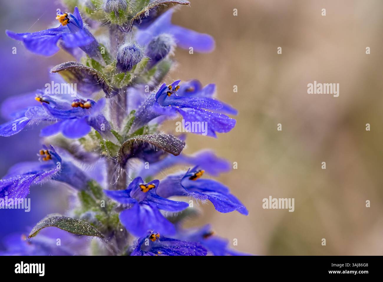 Makrobild eines leuchtend blauen Blütenstachels mit feinen Blütenblättern und weichem Hintergrund, das Struktur, Pollen und natürliche Oberflächenstruktur zeigt. Stockfoto