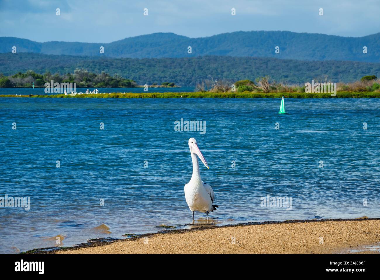 Landschaft mit Bottom Lake und australischem Pelikan in Mallacoota, Victoria, Australien. Stockfoto