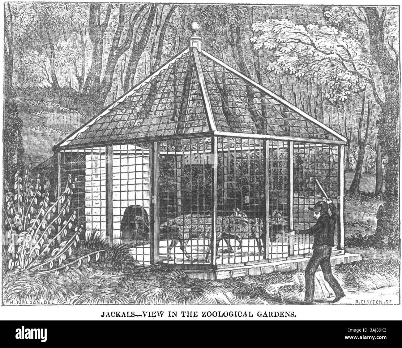 Illustration der Schakale in den Zoologischen Gärten, veröffentlicht 1836 im Dublin Penny Journal. Stockfoto