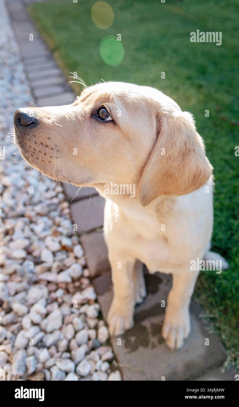 Golden Retriever Welpe Stockfoto