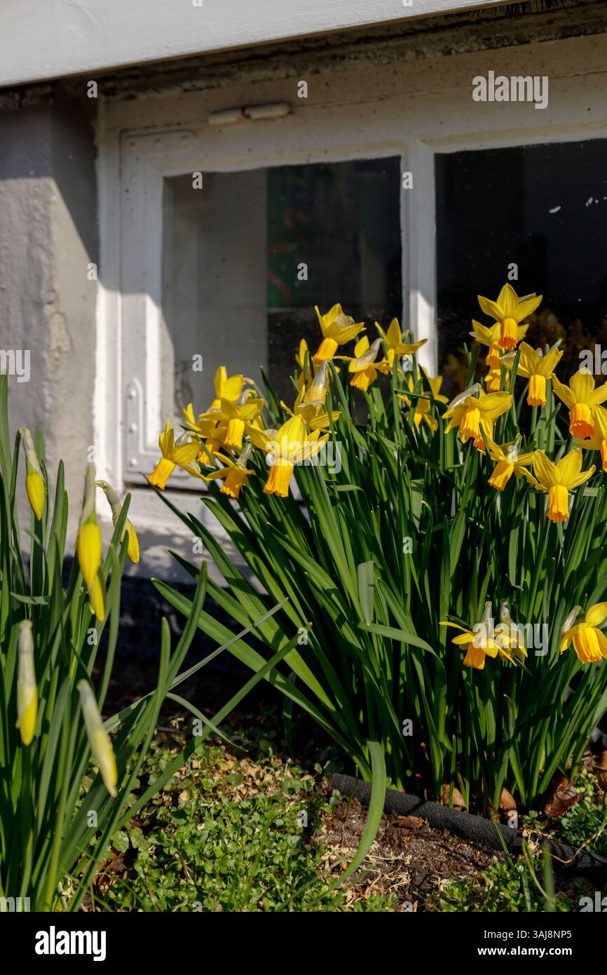 Bunte Topf- und Bettblumen - Frühlingsausgabe. Farbenfrohe Frühlingsblumen in Töpfen und Blumenbeeten, die in städtischen und Gartenanlagen festgehalten werden. Stockfoto