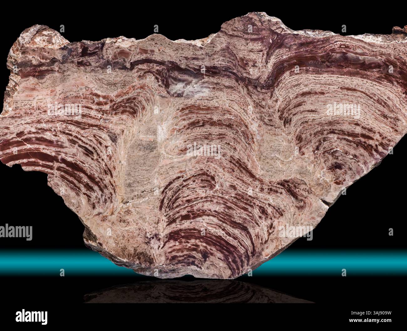 Stromatolith - Querschnitt, Cyanobakterien, Präkambrium, Westaustralien Stockfoto