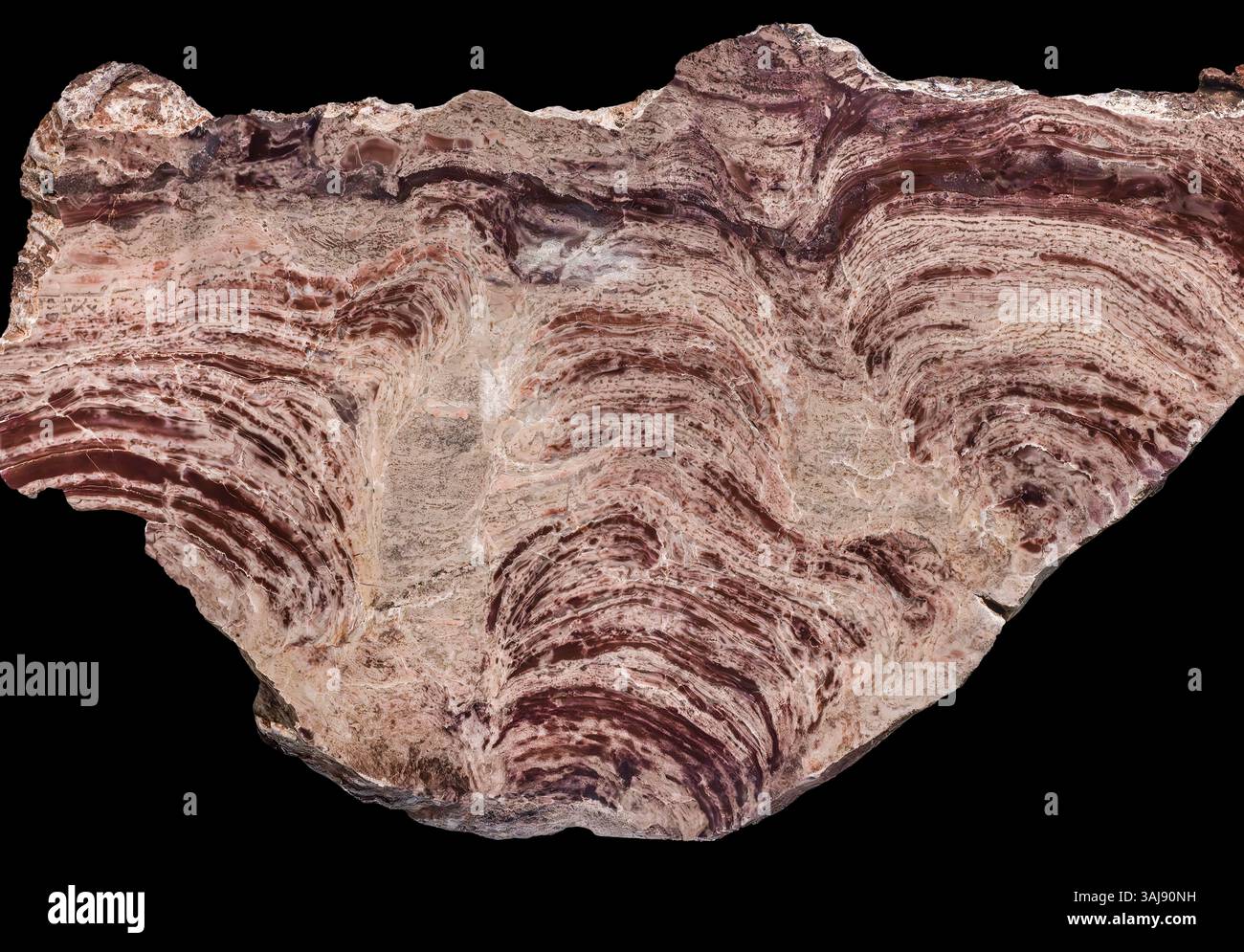 Stromatolith - Querschnitt, Cyanobakterien, Präkambrium, Westaustralien Stockfoto