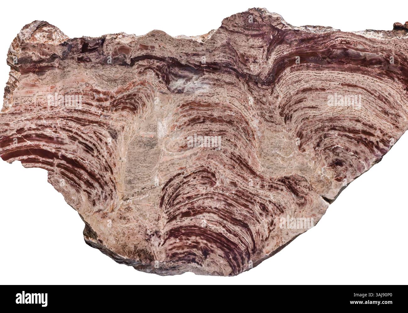 Stromatolith - Querschnitt, Cyanobakterien, Präkambrium, Westaustralien Stockfoto