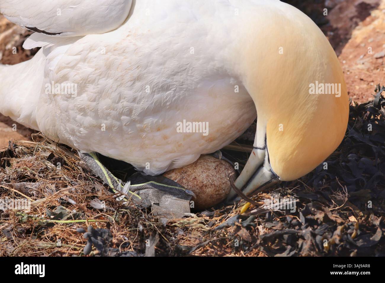 nördliche Tölpel (Sula bassana, Morus bassanus), das Ei im Nest drehen, Seitenansicht, Deutschland, Schleswig-Holstein, Helgoland Stockfoto