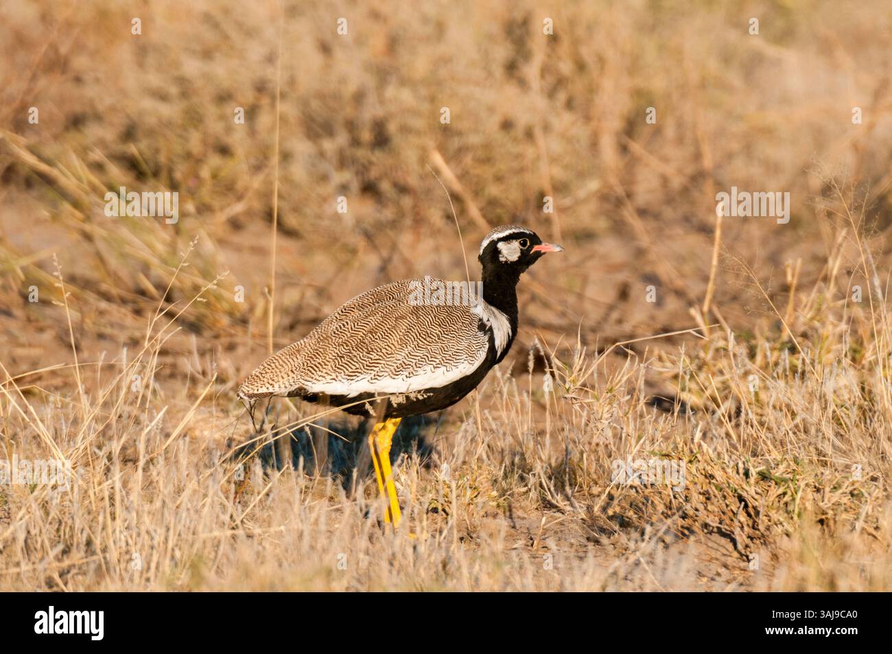Nördlicher schwarzer Korhaan, weiß gequilelte Trappe (Afrotis afraoides), im trockenen Gras stehend, Botswana, Central Kalahari Game Reserve, Deception Valley Stockfoto