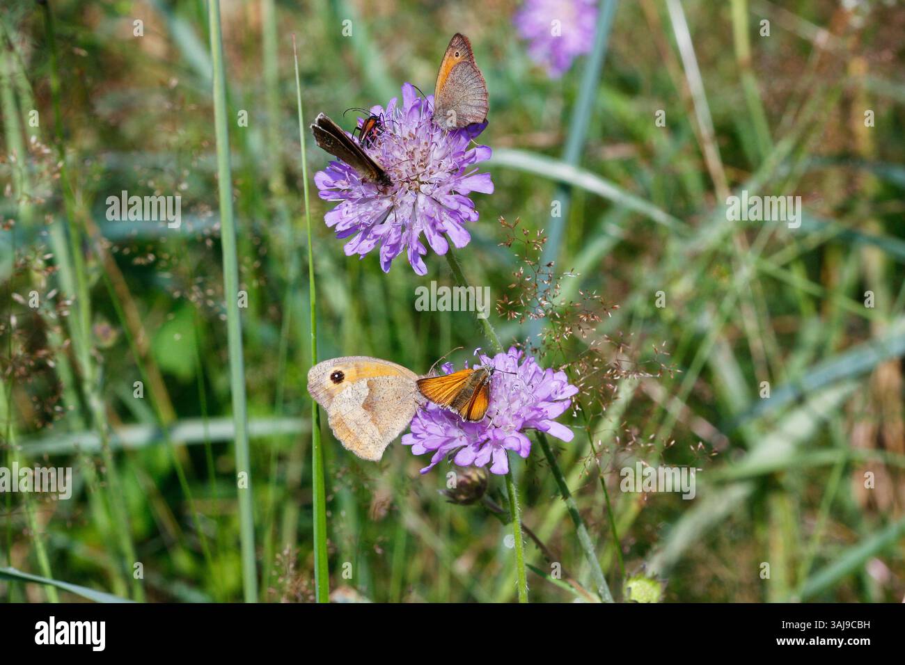 Blumen besucht von verschiedenen Schmetterlingen auf dem Feld skabious: Wiesenbraun und Skipper, Deutschland Stockfoto