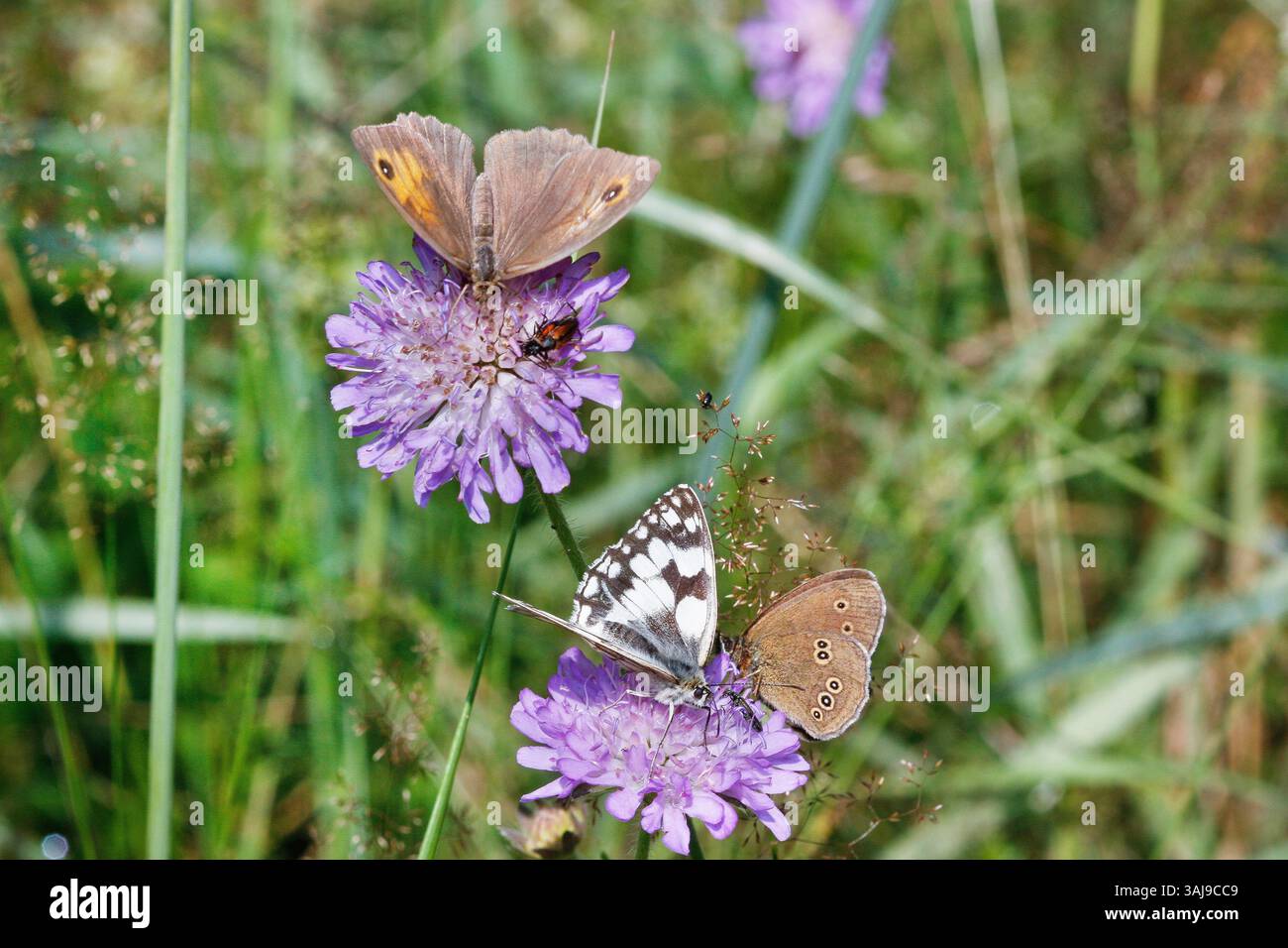 Blumen besucht von verschiedenen Schmetterlingen auf dem Feld skabious: Wiesenbraun, Ringelblume und weiß marmoriert, Deutschland Stockfoto