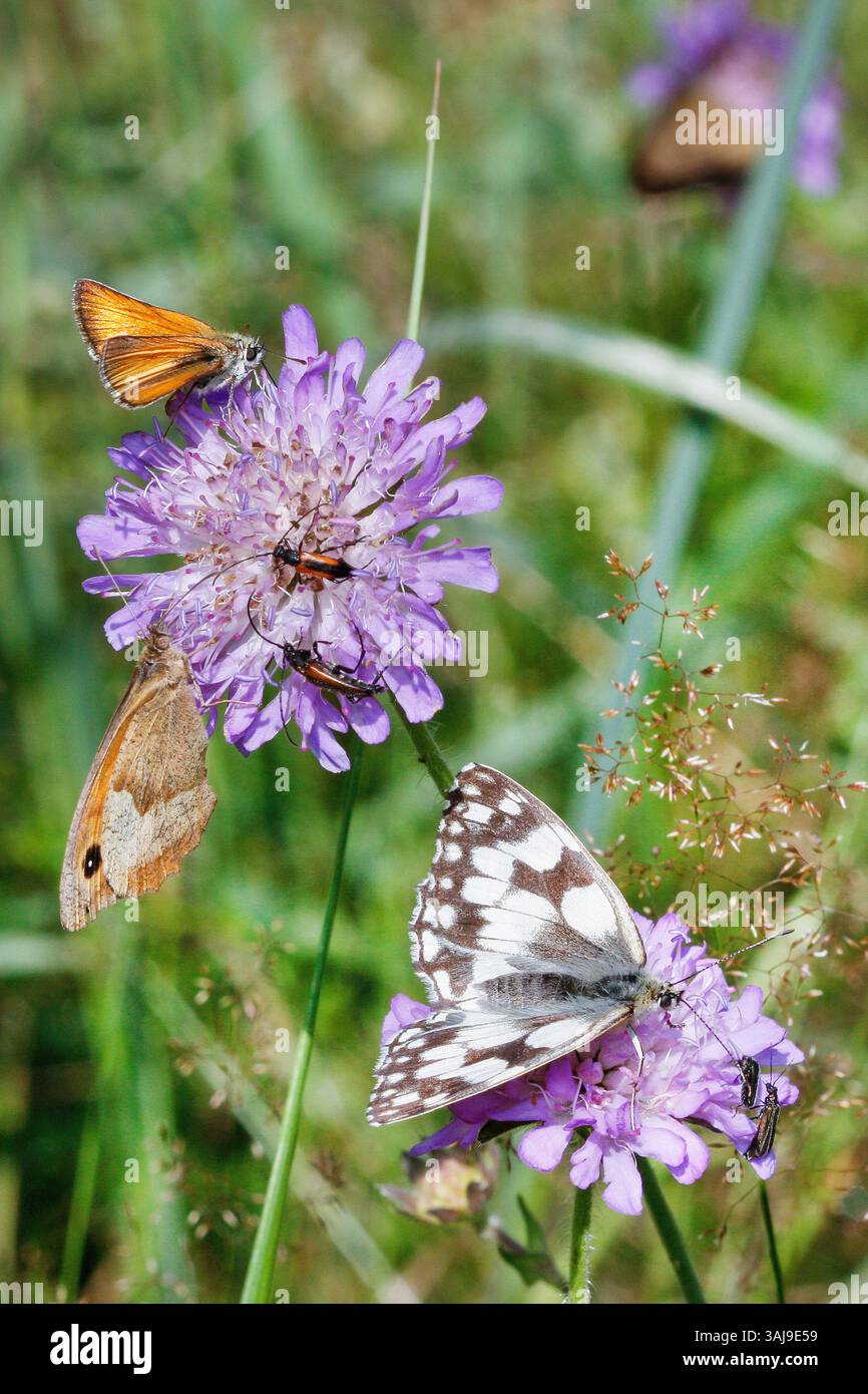 Blumen besucht von verschiedenen Schmetterlingen auf dem Feld skabious: Wiesenbraun, Skipper, und Marmoriertes weiß, Deutschland Stockfoto