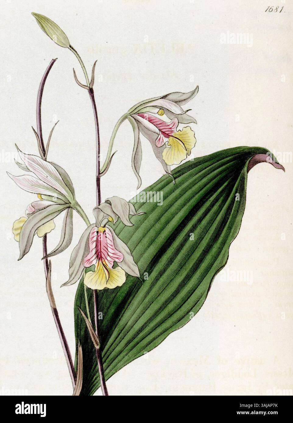 Diese botanische Illustration von Bletia gracilis, die von Miss Drake erstellt und 1835 von J. Watts graviert wurde, zeigt eine detaillierte Darstellung der Orchideenart. Das Kunstwerk stammt aus Edwards' Botanical Register. Stockfoto