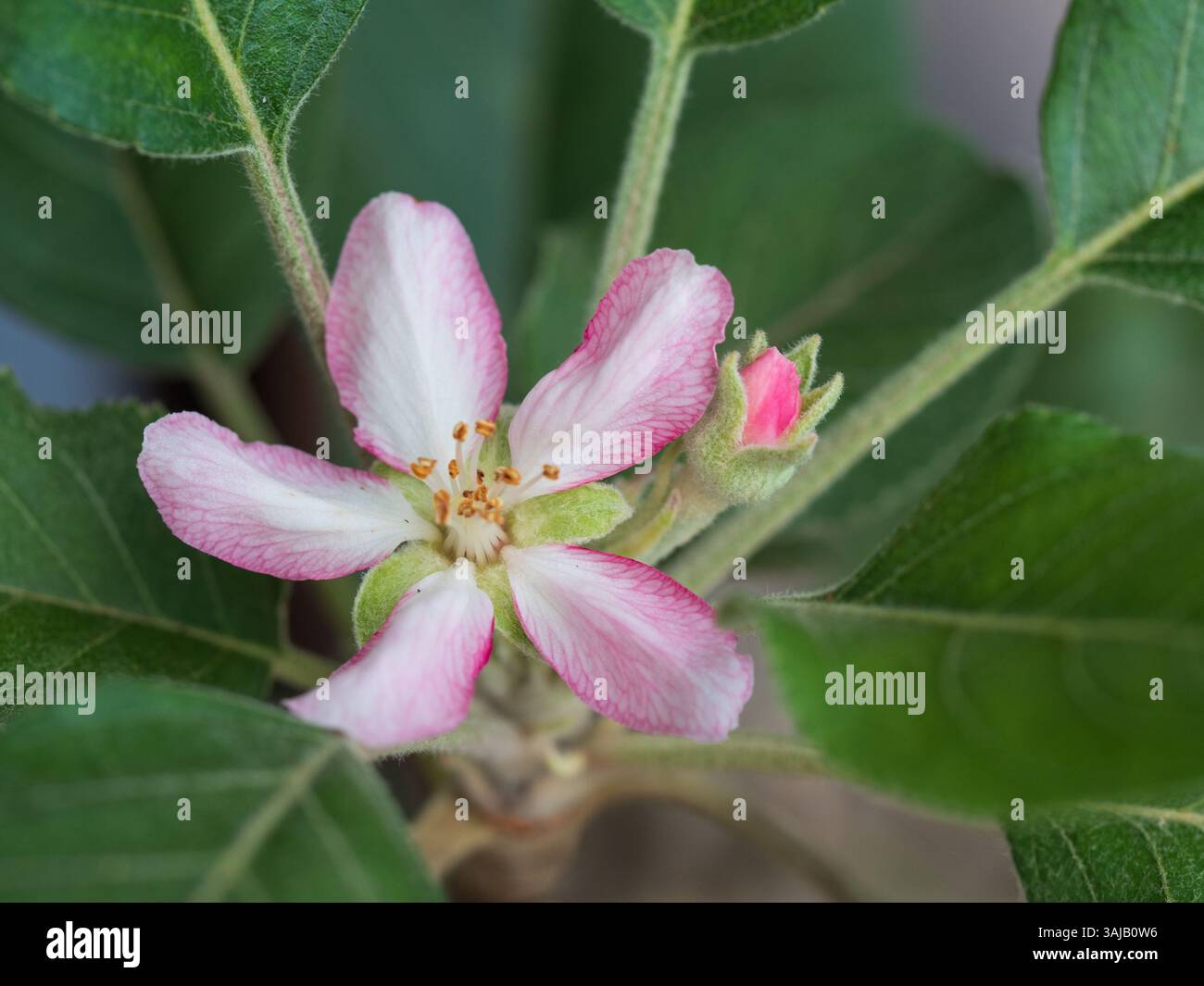 Apfelblütenblume in rosa und weißen und grünen Blättern fächerten uns um sie herum Stockfoto
