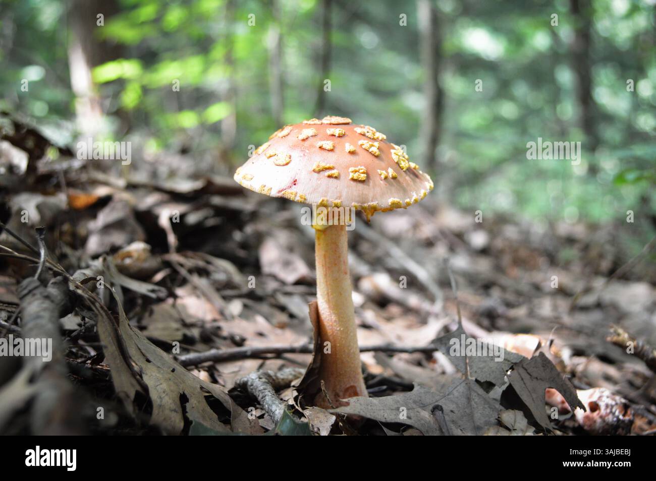 Ein einzelner Pilz auf einem Waldboden, der mit toten Blättern bedeckt ist Stockfoto