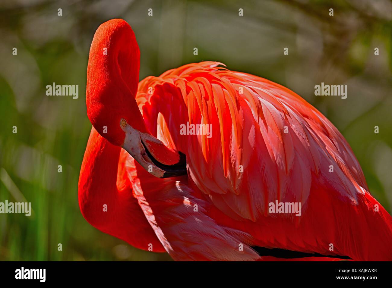 Amerikanische flamingo Stockfoto