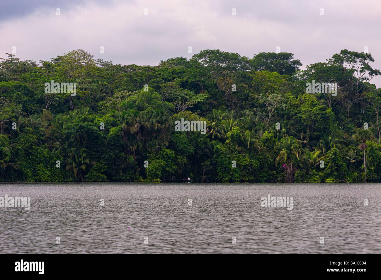 Bäume rund um den Lake Sandoval in Madre de Dios, Peru. Amazonas-Regenwald. Stockfoto