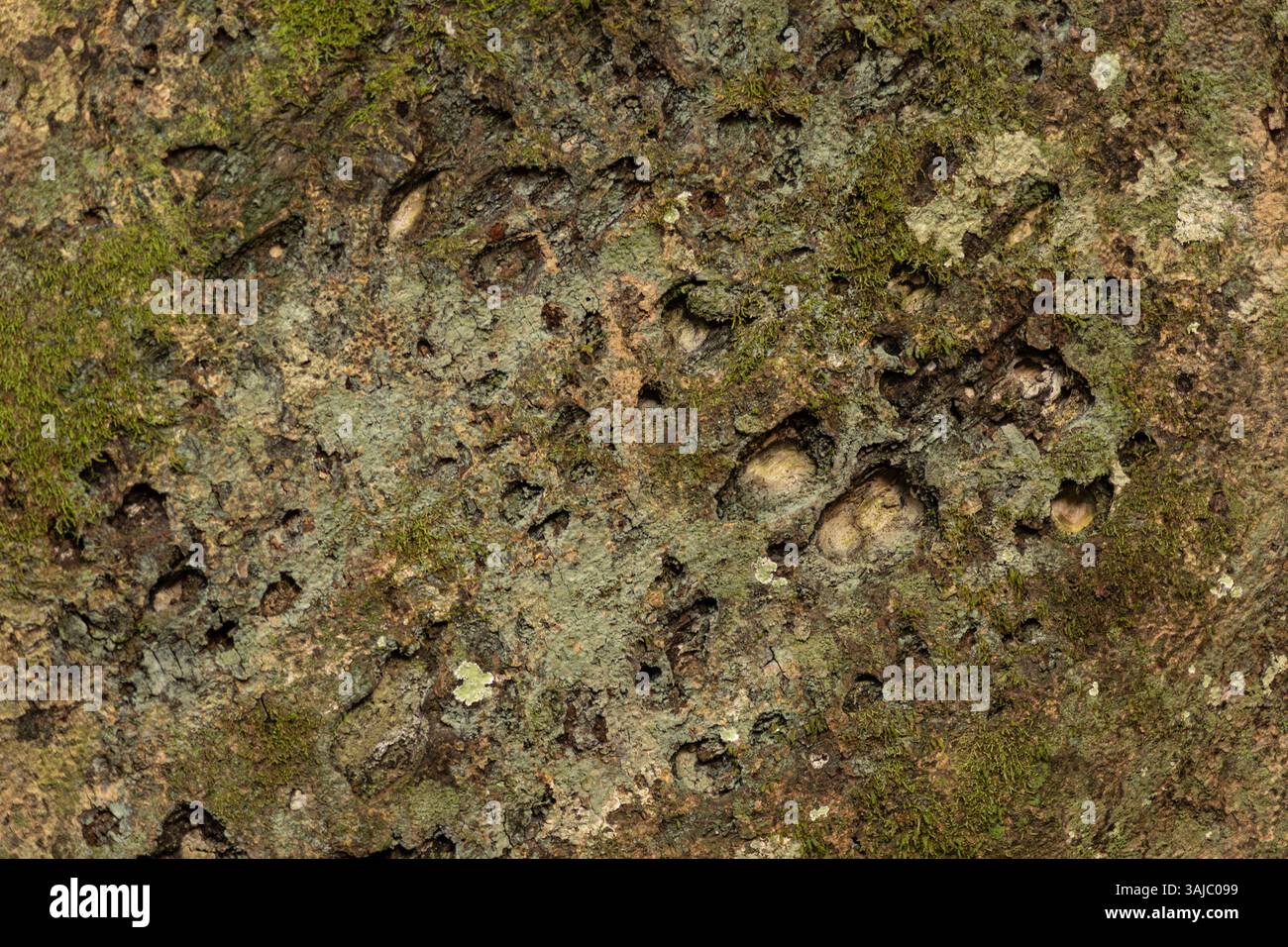 Nahaufnahme der Oberfläche und Textur eines Baumstamms aus dem peruanischen Amazonasregenwald Stockfoto