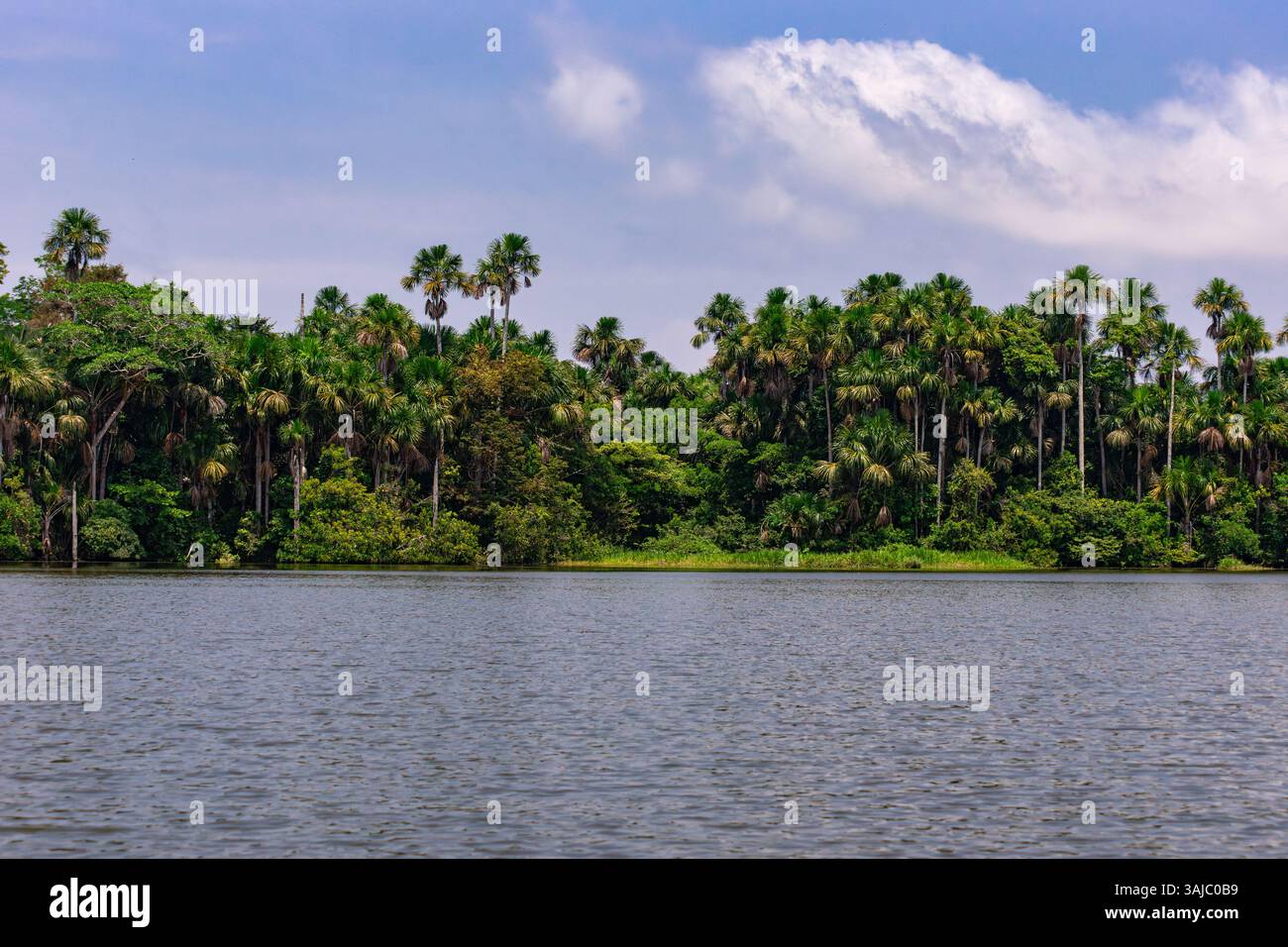 Bäume rund um den Lake Sandoval in Madre de Dios, Peru. Amazonas-Regenwald. Stockfoto