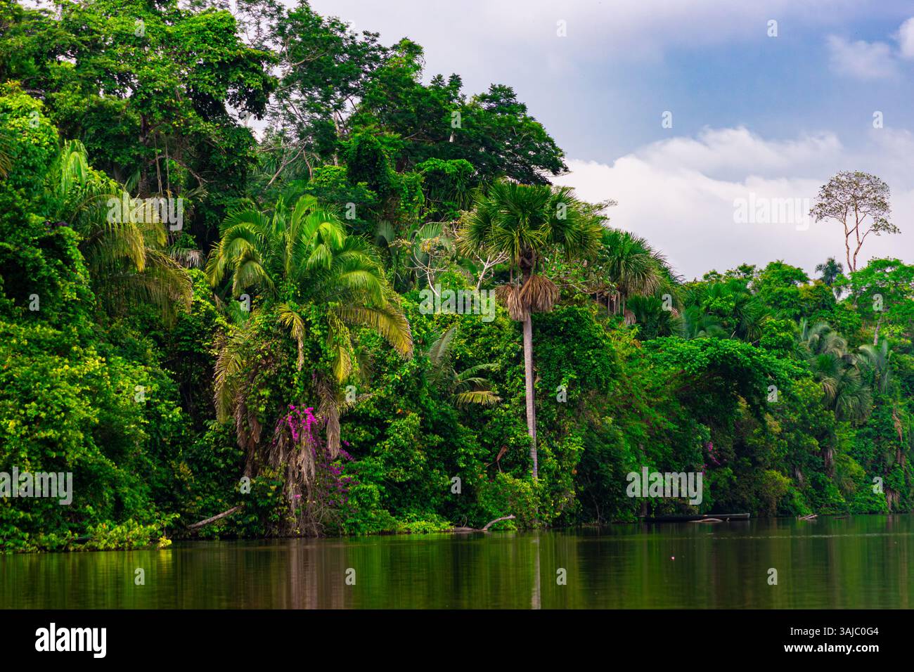 Bäume rund um den Lake Sandoval in Madre de Dios, Peru. Amazonas-Regenwald. Stockfoto